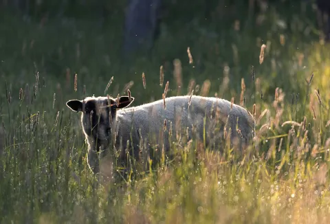 Lammas.